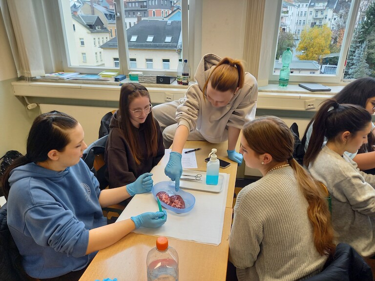 Eine Schüler zeigt der Gruppe etwas an der Niere.