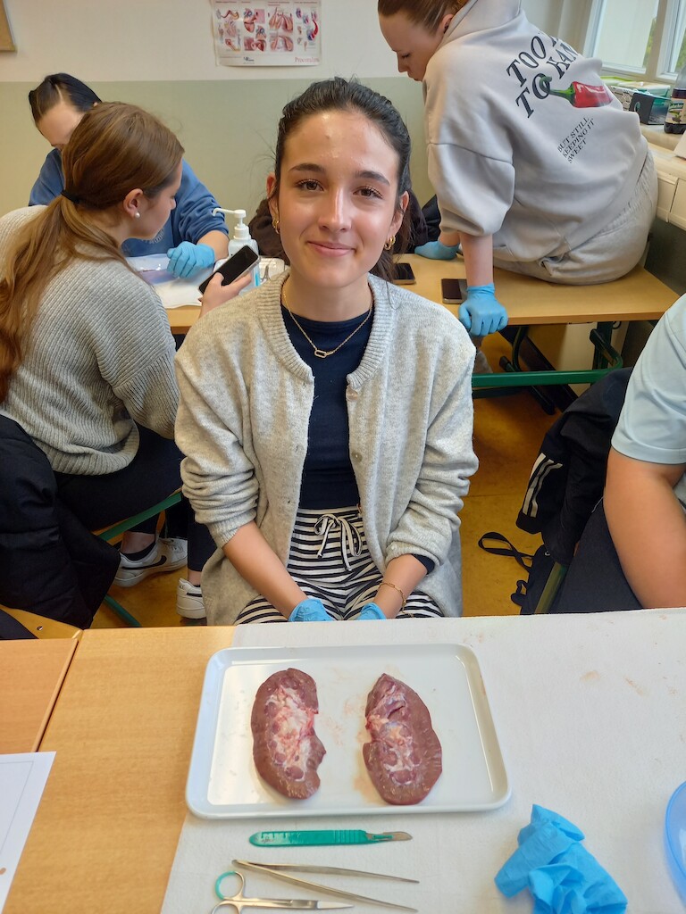 Die Schülerin an die Niere in zwei Hälften zerteilt.