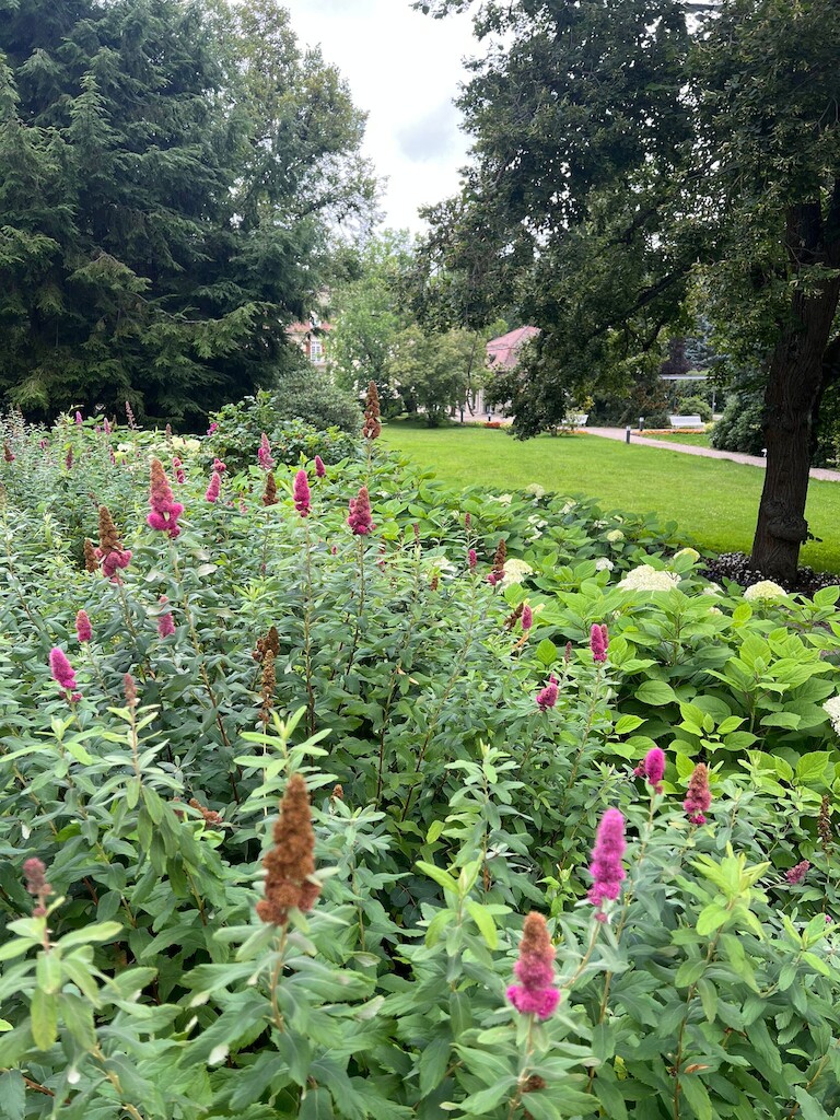 Diverse Blumen in Lila und weiß.