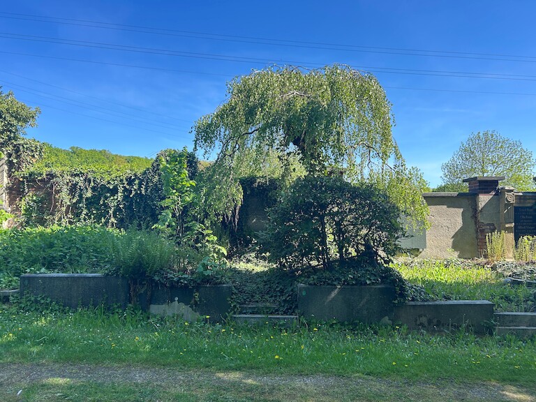 Ein Baum im Friedhof eingebettet wurde den Denkmälern.