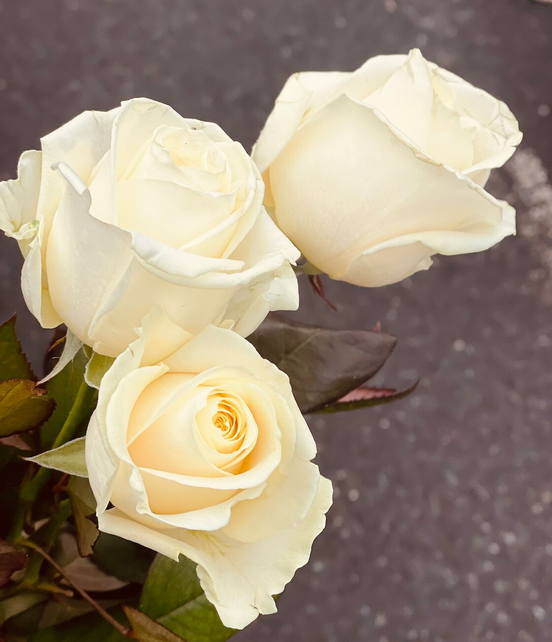 Drei weißen Rosen sind abgebildet.