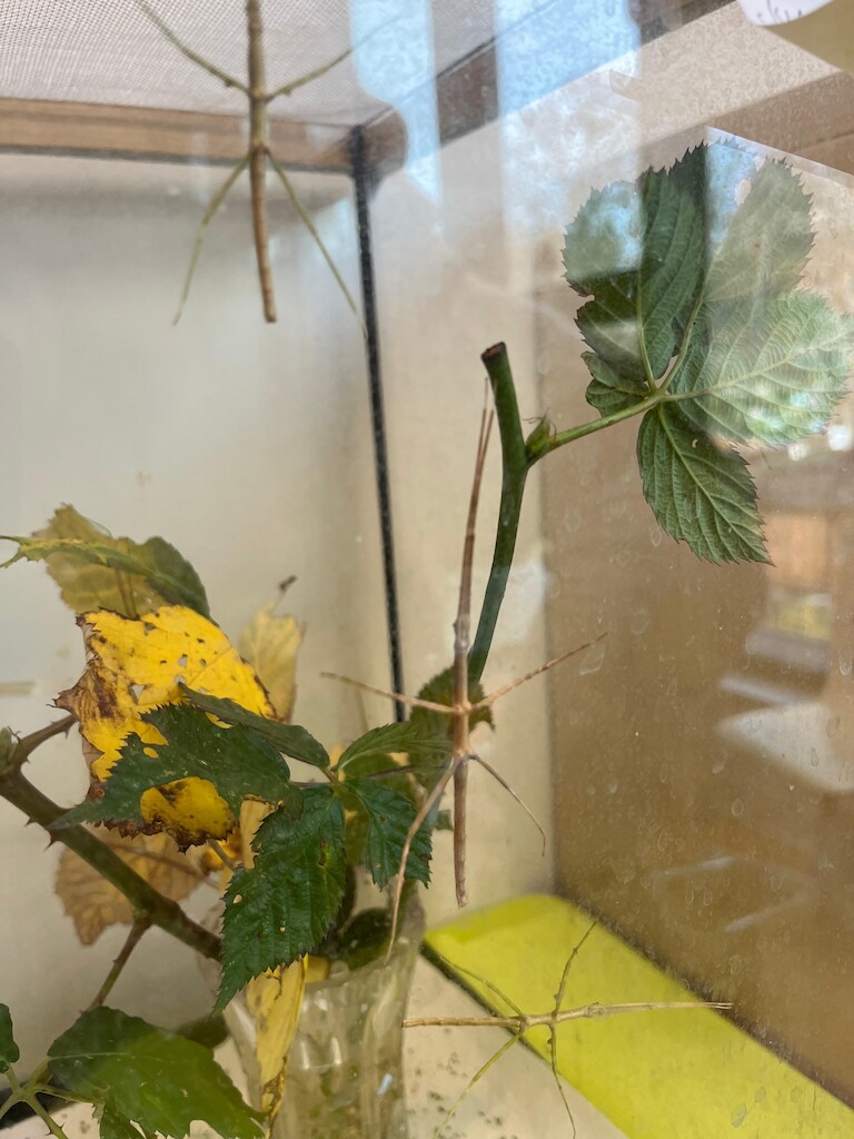 Insekten in einer Terrarium.
