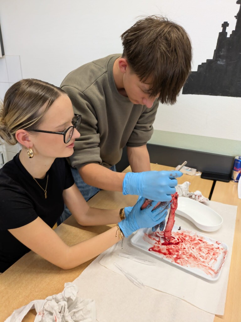 Ein Schüler analysiert das Herz mit dem Glasstab.