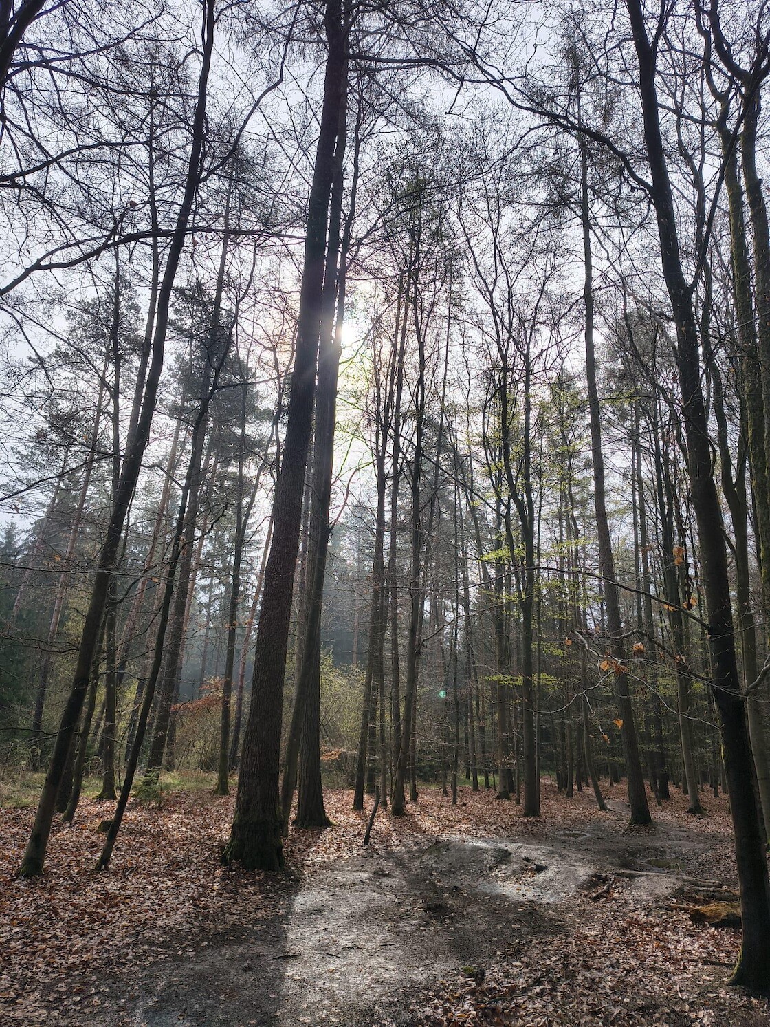 ein Waldweg