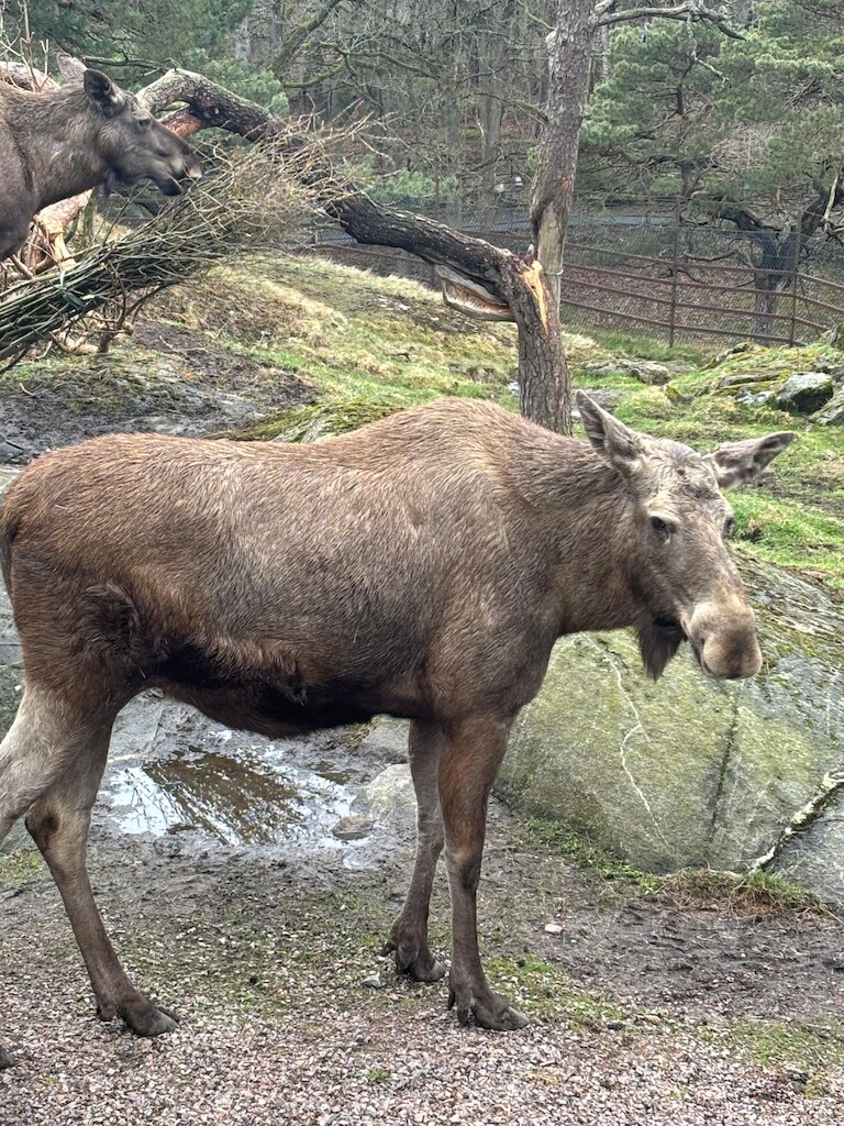 ein Elch