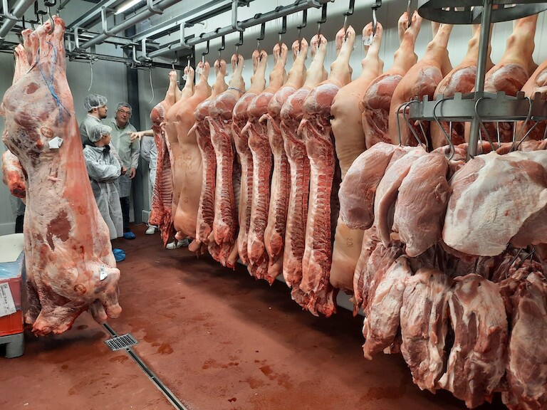 Schweine hängen