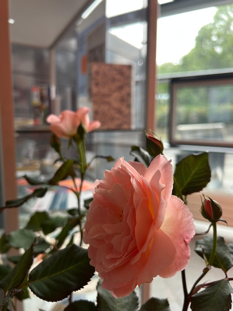 Rosen in der Nahaufnahme